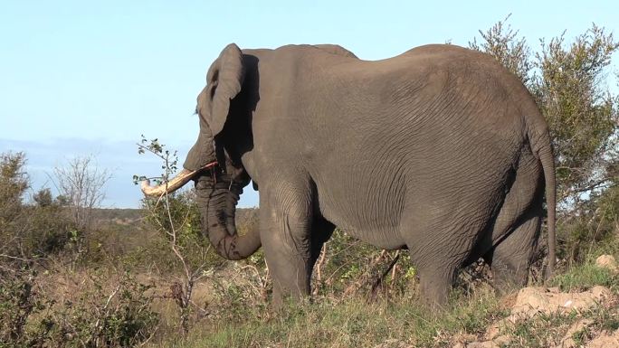 大公象正在吃一棵小树，用鼻子把树枝放进嘴里。