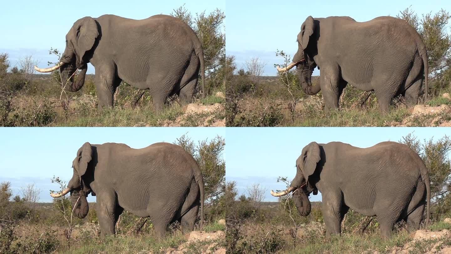 大公象正在吃一棵小树，用鼻子把树枝放进嘴里。