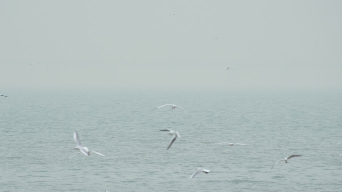 4k120帧 成群的海鸥在海面飞翔