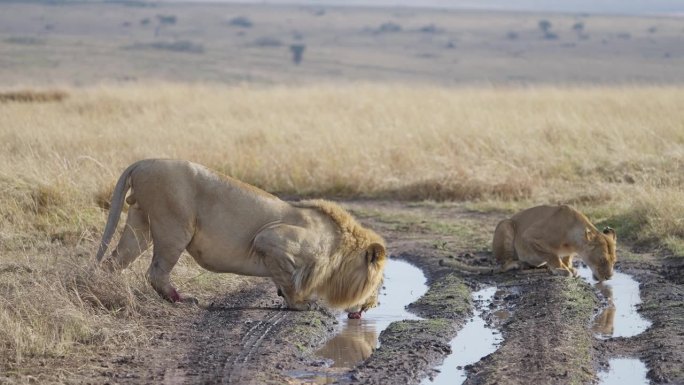 一对正在交配的狮子正在休息，从水池里喝水
