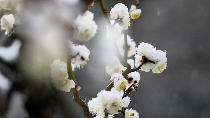 重庆南川：梅雪争春暗香来