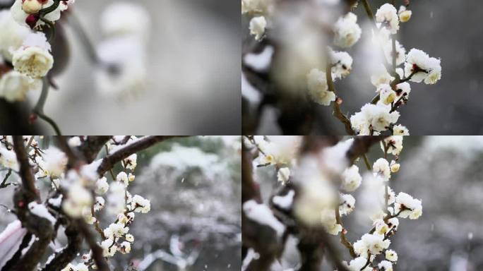 重庆南川：梅雪争春暗香来