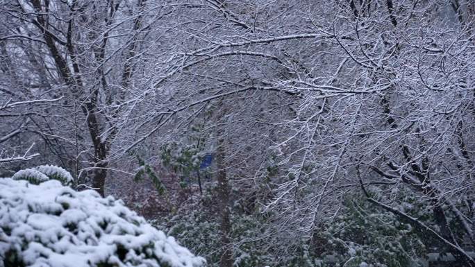 下雪升格 雪景慢镜头  雪花飘落