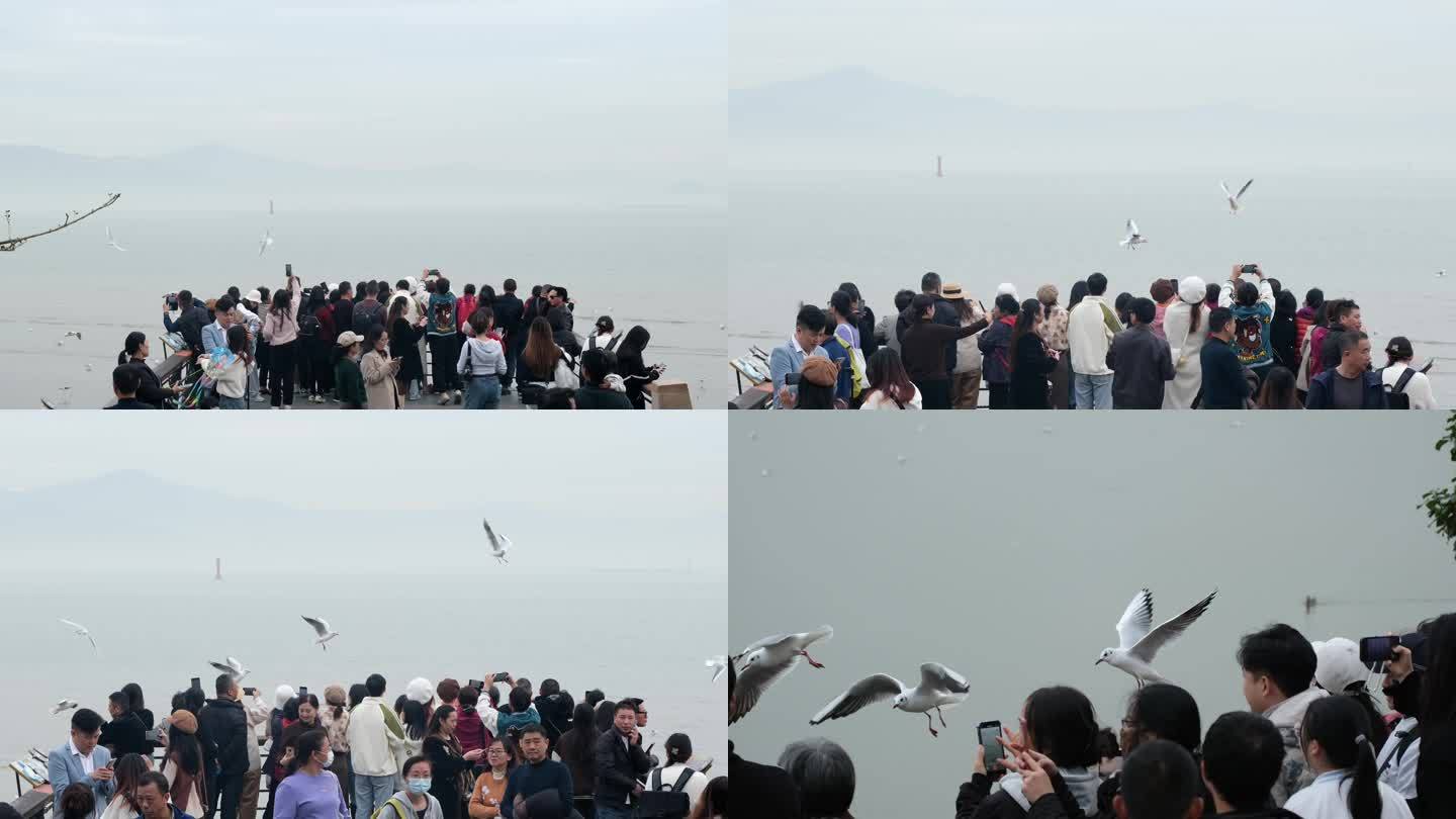 观赏海鸥的游客