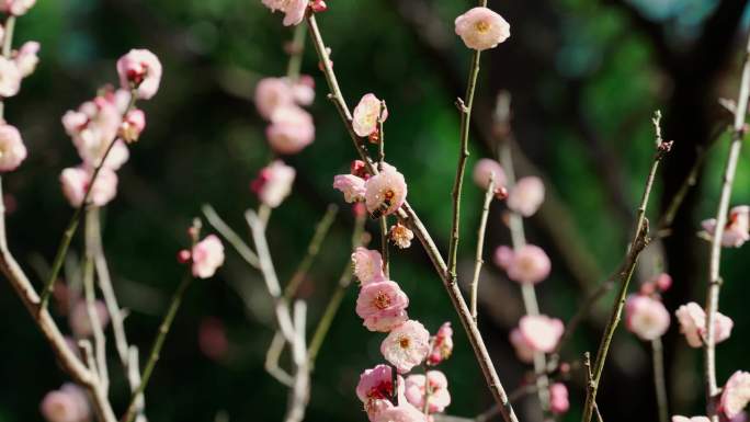 黑龙潭公园梅花