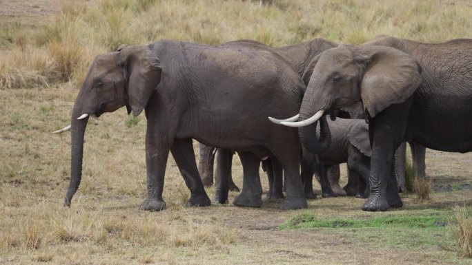 一群非洲象在马赛马拉的一个水坑里