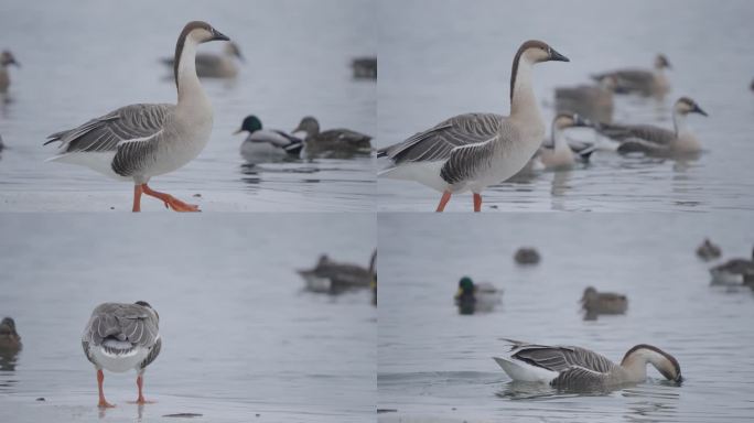 冬季冰河上野生的大雁和野鸭在嬉戏飞翔觅食