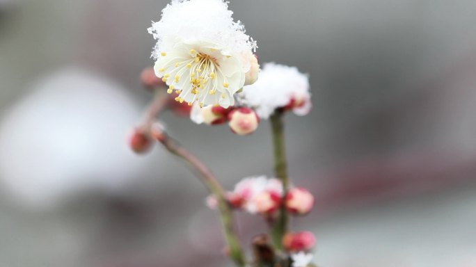 重庆南川：梅雪争春暗香来