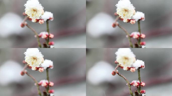 重庆南川：梅雪争春暗香来