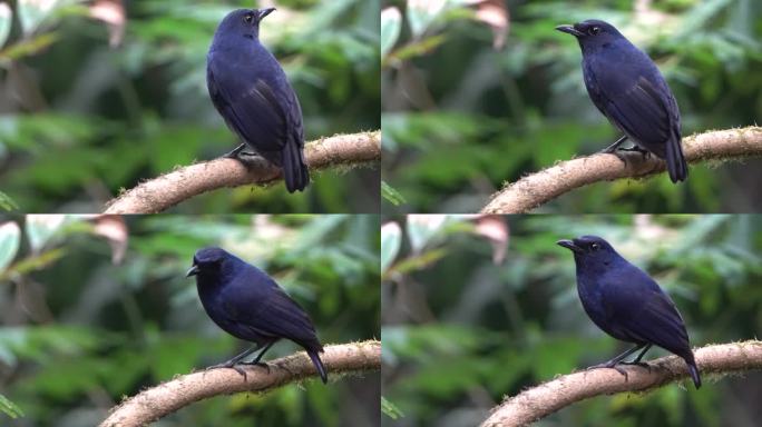 一只蓝色爪哇鸣叫的画眉鸟栖息在树枝上