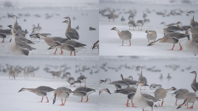 冬季冰河上野生的大雁和野鸭在嬉戏飞翔觅食