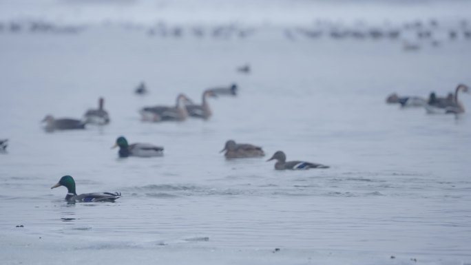 冬季冰河上野生的绿头鸭在嬉戏潜水觅食