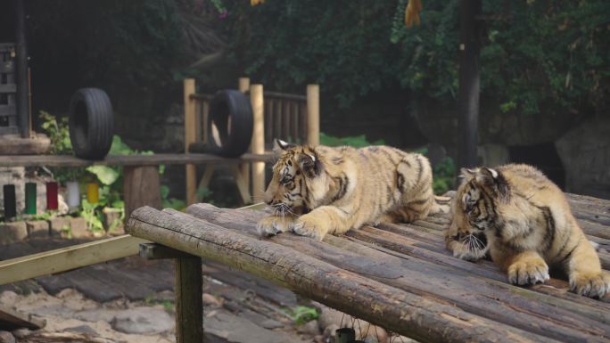 广州 长隆 老虎进食 动物园