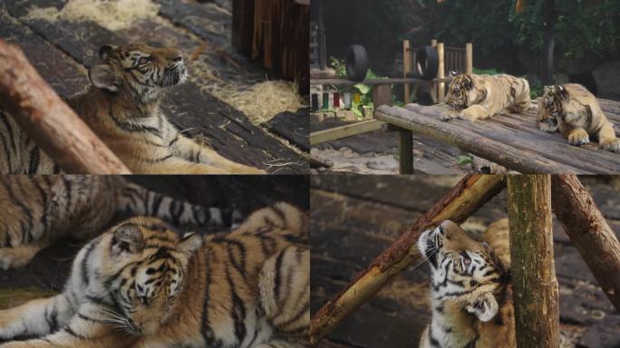 广州 长隆 老虎进食 动物园