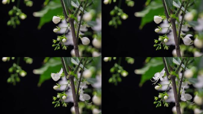 垂丝茉莉开花延时视频