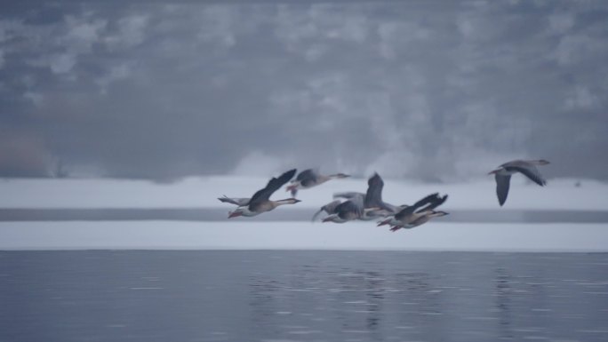 冬季冰河上野生的大雁和野鸭在嬉戏飞翔觅食