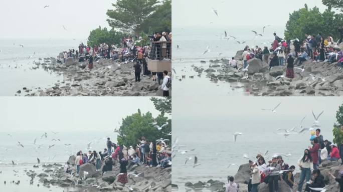 观赏海鸥的游客