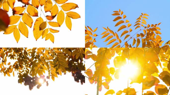 金色秋天暖色阳光透过金黄树叶