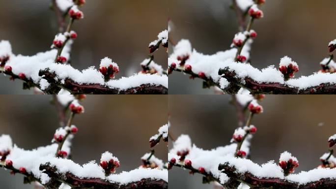 重庆南川：梅雪争春暗香来