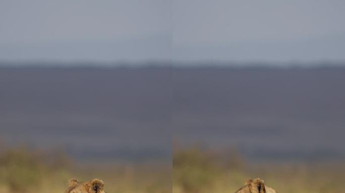 一只母狮坐在马赛马拉草原上的一个土丘上
