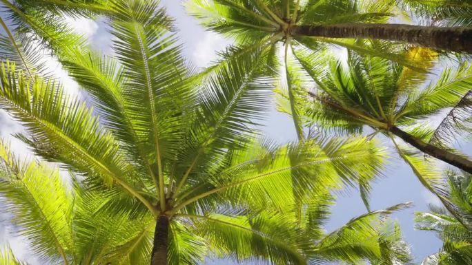 椰子树下，阳光照耀，树枝随风摇曳。