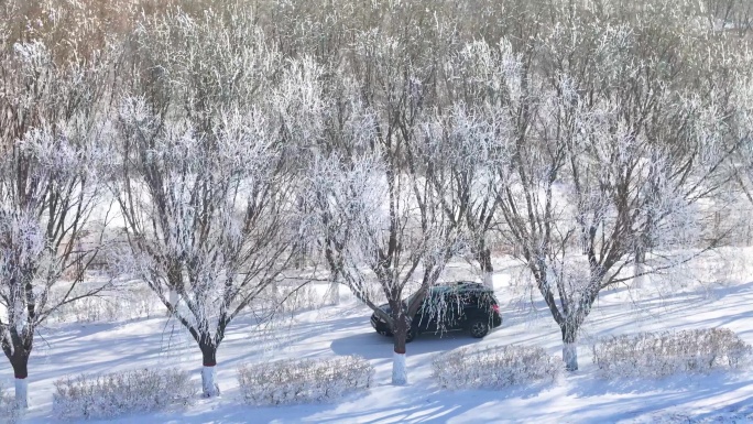 汽车行驶在雾松和冰天雪地