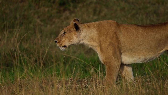 马赛马拉草原上，一只母狮在尾随一群斑马
