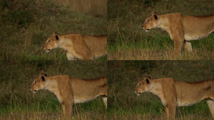 马赛马拉草原上，一只母狮在尾随一群斑马