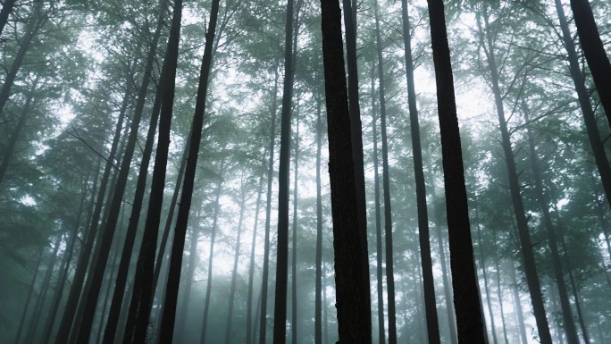 实拍雾天的森林