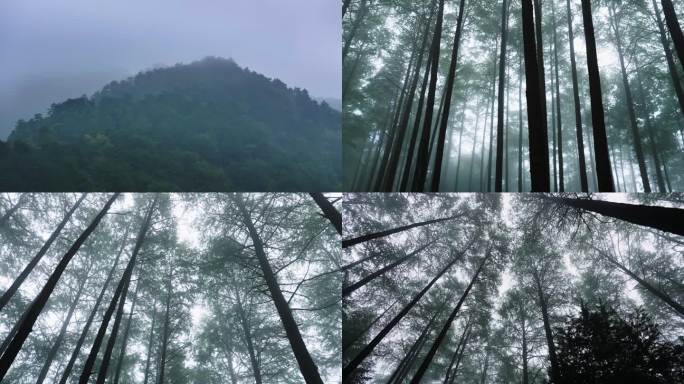 实拍雾天的森林