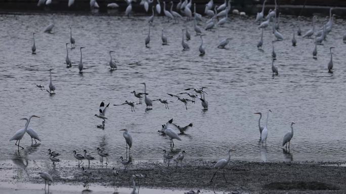 池塘里的大群白鹭、湿地白鹭飞行
