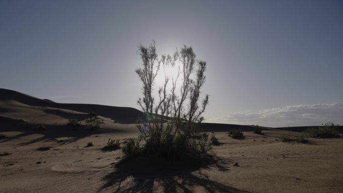 沙漠植物骆驼刺光影变化