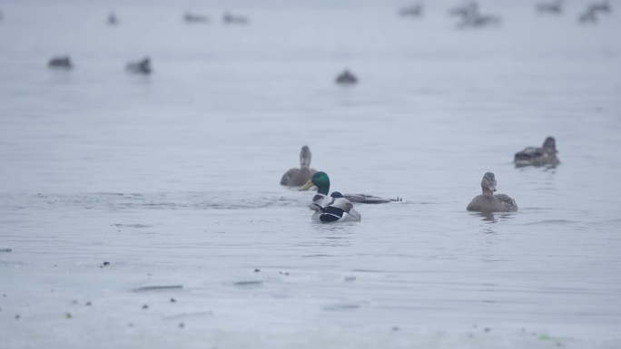 冬季冰河上野生的绿头鸭在嬉戏潜水觅食