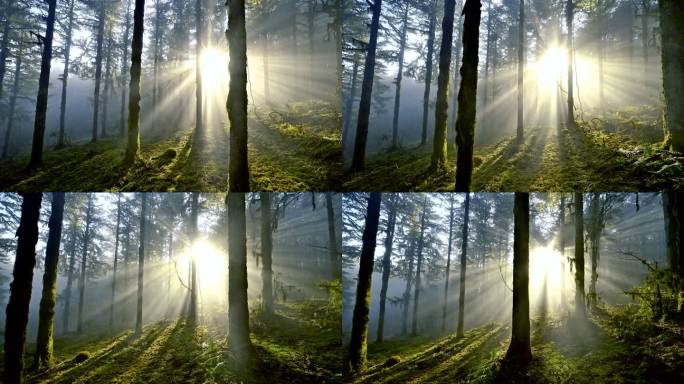 神秘原始森林光芒四射唯美震撼山林树木