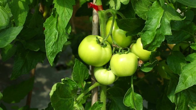 番茄 西红柿 青果 未成熟 果实