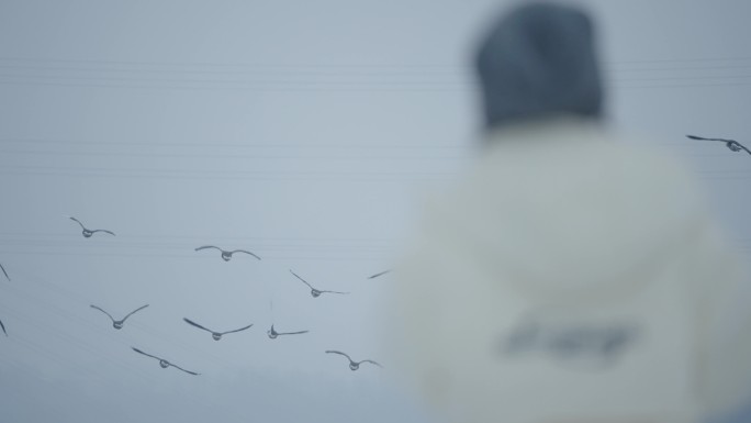 冬季冰河上野生的大雁和野鸭在嬉戏飞翔觅食