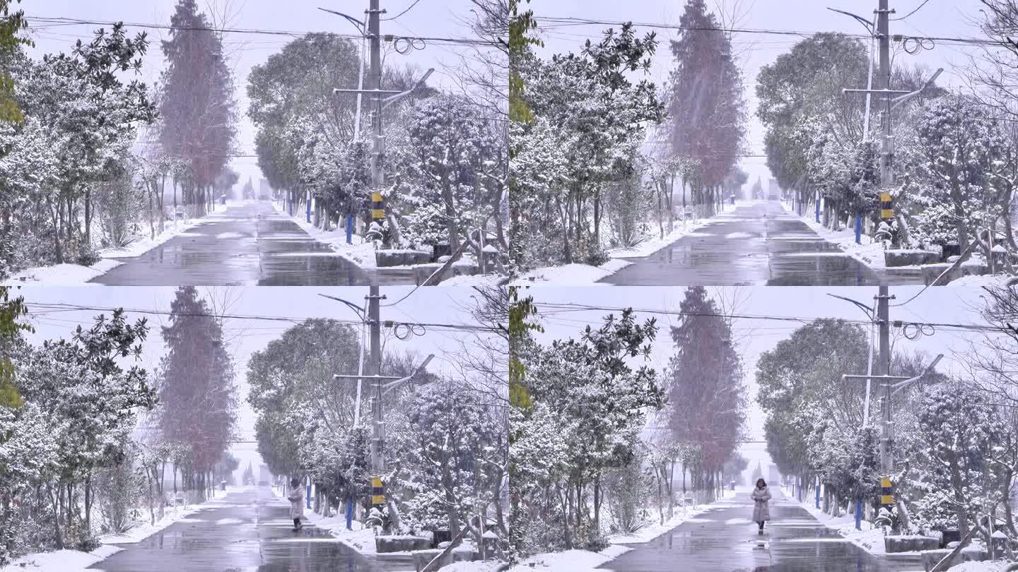 下雪雪景田野树木树林道路树枝雪花飘落