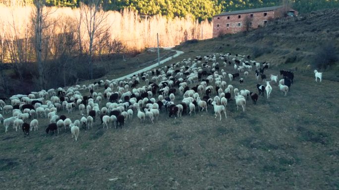 小镇tejadillos castilla de la mancha cuenca西班牙与羊散步和兔