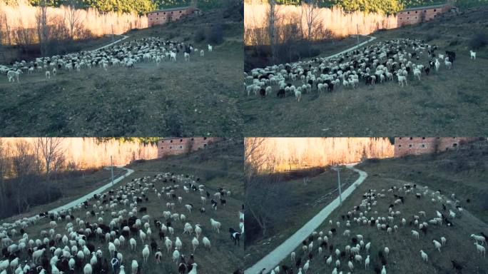 小镇tejadillos castilla de la mancha cuenca西班牙与羊散步和兔