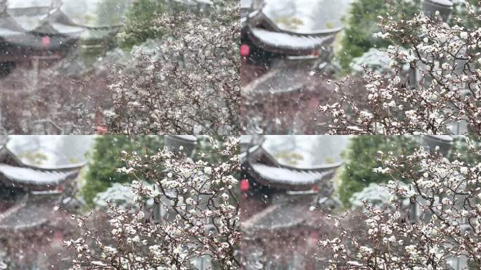 重庆南川：梅雪争春暗香来