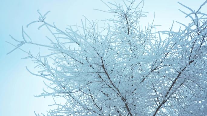 4k哈尔滨雾凇雪景景观下雪哈尔滨