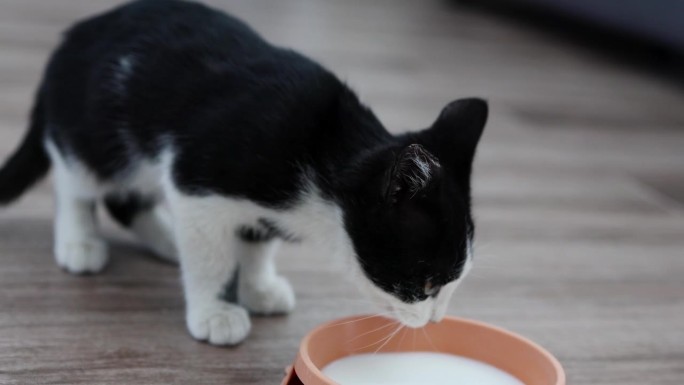 一只黑白相间的小猫在享用房子地板上的碗里的牛奶