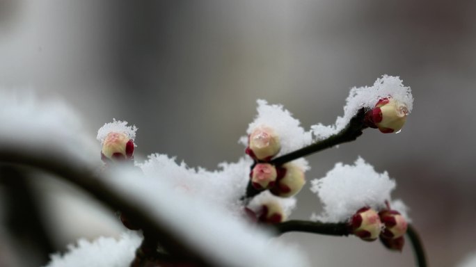 重庆南川：梅雪争春暗香来