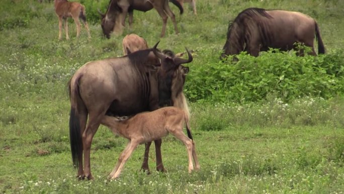 在绿色的非洲草原上，蓝角马妈妈正在给她的孩子喂奶。侧视图与其他属和他们的后代在背景。