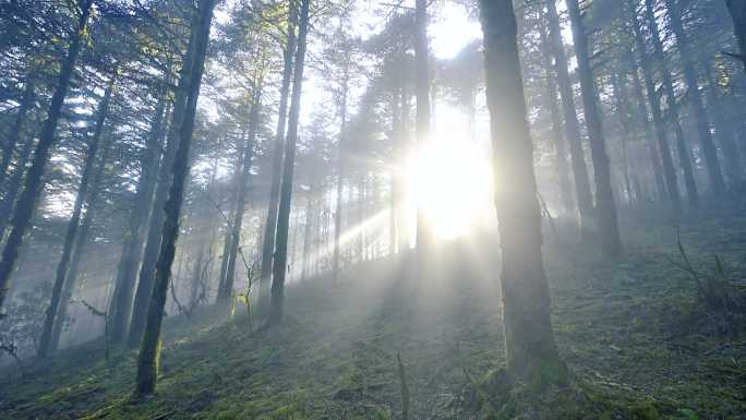 神秘原始森林光芒四射唯美震撼山林树木