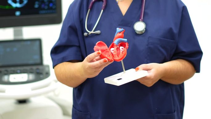 心脏病专家拿着一个塑料心脏模型