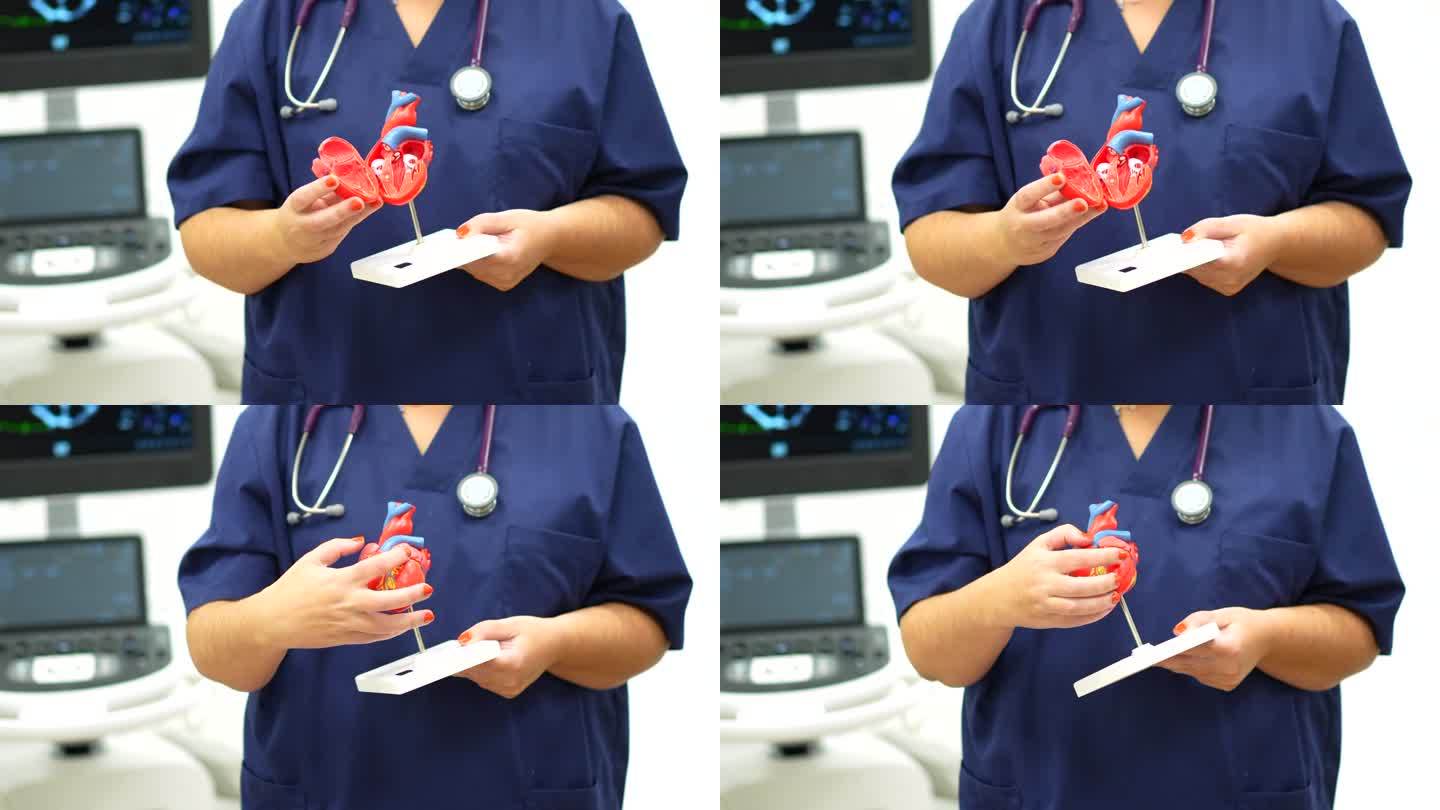 心脏病专家拿着一个塑料心脏模型