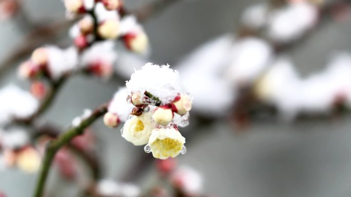 重庆南川：梅雪争春暗香来