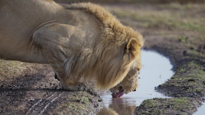 雄狮从水池里喝水狮子喝水草原王者草原动物