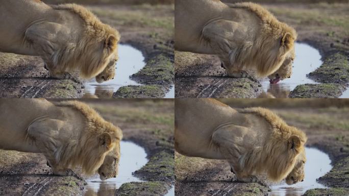雄狮从水池里喝水狮子喝水草原王者草原动物